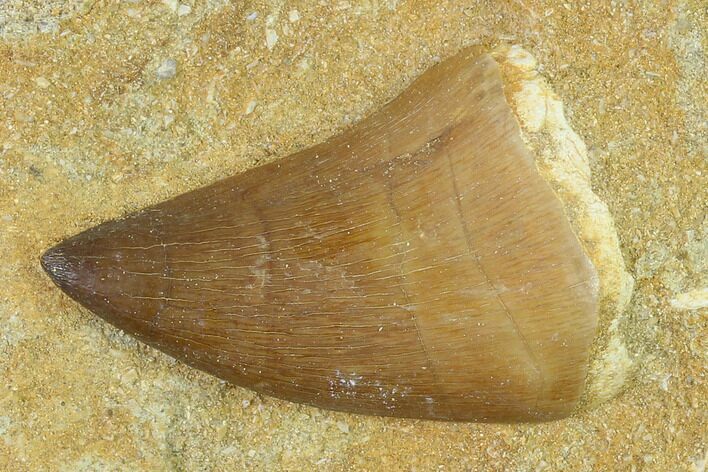 Mosasaur (Prognathodon) Tooth In Rock - Morocco #140661